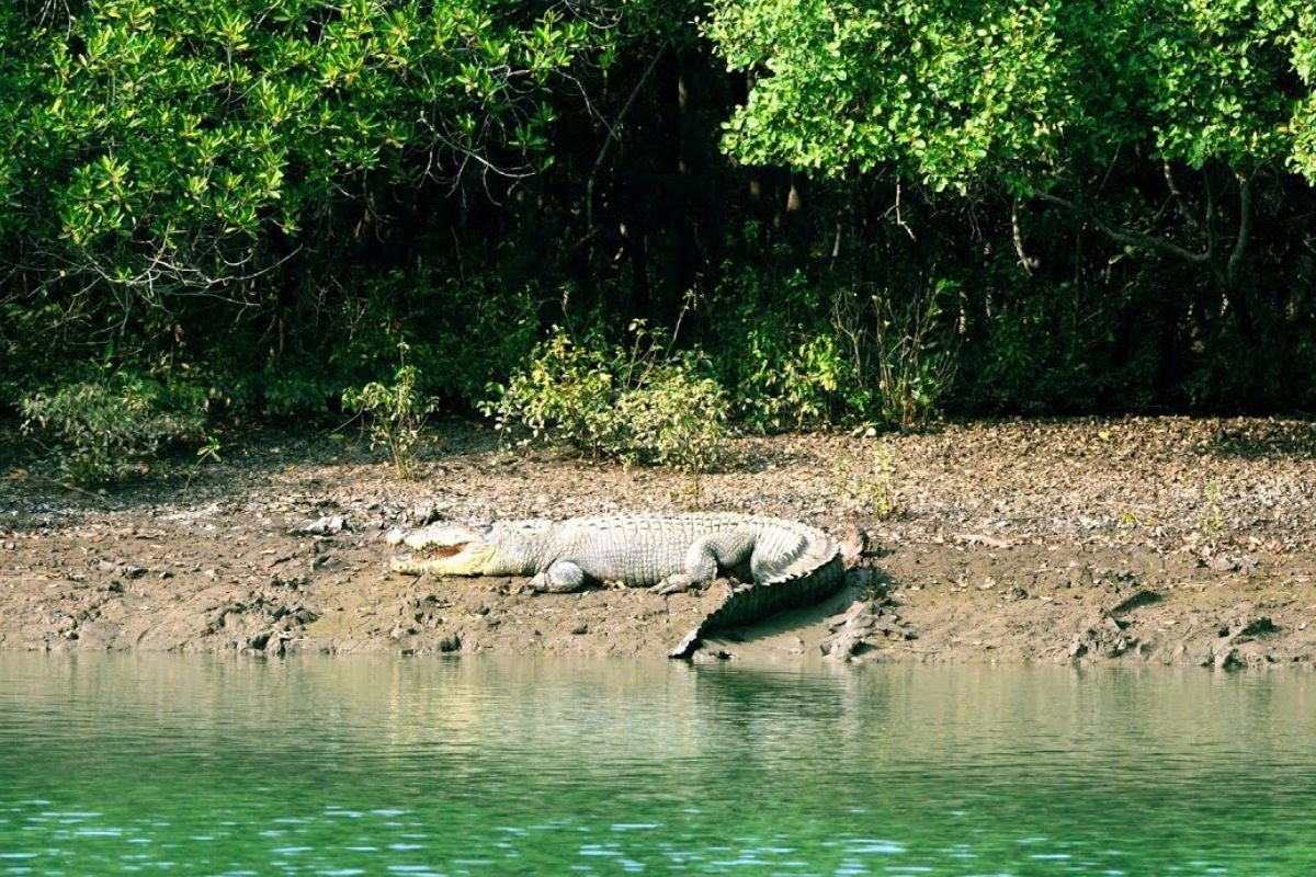 Bhitarkanika National park1